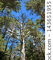 Bare pine tree rising above a sunlit forest 143651955