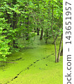 Duckweed Covers a Woodland Pond Beneath Green Trees 143651957