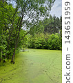 Duckweed Covers a Woodland Pond Beneath Green Trees 143651959