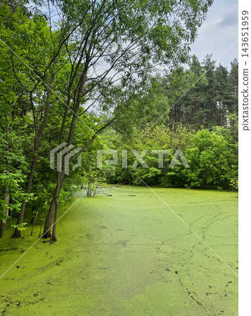 Duckweed Covers a Woodland Pond Beneath Green Trees Duckweed Covers a Woodland Pond Beneath Green Trees 143651959