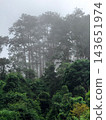 Tall Pine Trees Shrouded in Fog Above Forest Canopy 143651974