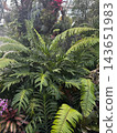 Dense Tropical Plants and Ferns in a Botanical Greenhouse 143651983