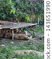 Two Lions Resting in Shade Under Wooden Platform 143651990