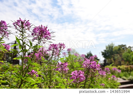 白花菜屬(白花菜科),白花菜屬 白花菜屬(白花菜科),白花菜屬 143651994