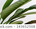 The grasshopper mimics tree leaves so perfectly that even the veins resemble those of a tree. 143652508