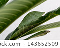 The grasshopper mimics tree leaves so perfectly that even the veins resemble those of a tree. 143652509