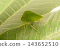 The grasshopper mimics tree leaves so perfectly that even the veins resemble those of a tree. 143652510