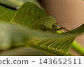 The grasshopper mimics tree leaves so perfectly that even the veins resemble those of a tree. 143652511