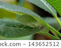 The grasshopper mimics tree leaves so perfectly that even the veins resemble those of a tree. 143652512