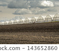 Row Of Greenhouses On Agricultural Field Under Dramatic Cloudy Sky For Commercial Horticulture 143652860