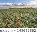 Cabbage Field on a Rural Farm With Neat Rows of Green Vegetables Ready for Harvest 143652862