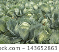 Green Cabbage Field on a Vegetable Farm Ready for Harvest With Lush Leaves and Rows of Crop 143652863