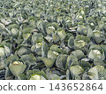Green Cabbage Field on a Vegetable Farm Ready for Harvest With Lush Leaves and Rows of Crop 143652864