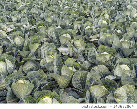 Green Cabbage Field on a Vegetable Farm Ready for Harvest With Lush Leaves and Rows of Crop Green Cabbage Field on a Vegetable Farm Ready for Harvest With Lush Leaves and Rows of Crop 143652864