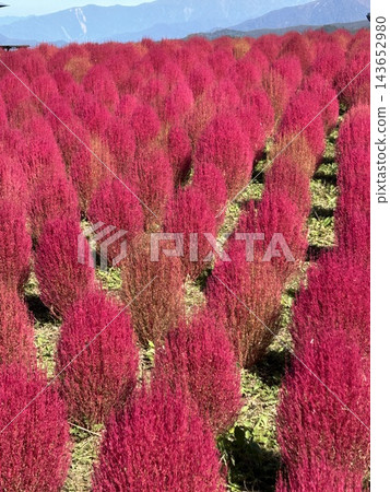 [新潟] 掃帚草田染成了鮮豔的紅色 143652980