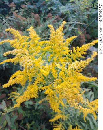 Bright yellow goldenrod flowers blooming in the summer field closeup Bright yellow goldenrod flowers blooming in the summer field closeup 143654077