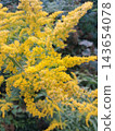 Bright yellow goldenrod flowers blooming in the summer field closeup 143654078