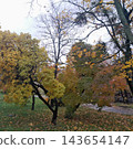 Empty pathway through vibrant autumn park lane 143654147