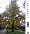 Empty pathway through vibrant autumn park lane 143654150