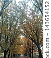Empty pathway through vibrant autumn park lane 143654152