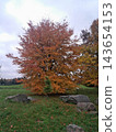 Empty pathway through vibrant autumn park lane 143654153