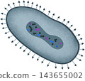 blue poxvirus illustration 143655002
