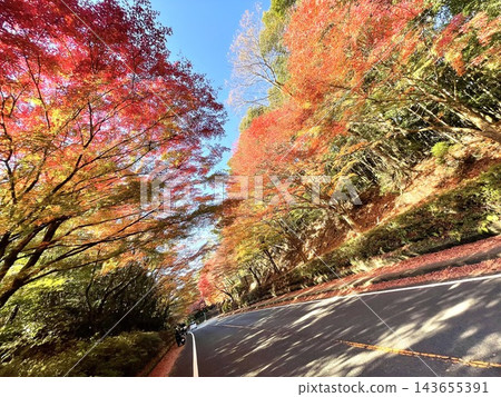 有秋天葉子的樹的路徑 有秋天葉子的樹的路徑 143655391
