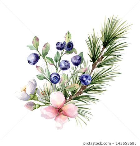 Romantic winter forest floral illustration isolated. Watercolor evergreen branches and blueberries with pink blossoms hand painted. Botanical greenery seasonal design for Christmas or New year card. 143655693