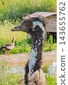 Close up side view portrait of adult emu bird with long neck and curly feathers on farm outdoors in countryside during sunny day for nature background 143655762