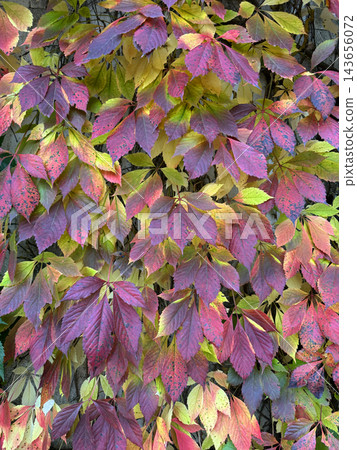 Vibrant purple Virginia creeper autumn leaves covering wall with yellow shades Vibrant purple Virginia creeper autumn leaves covering wall with yellow shades 143656072