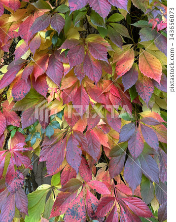 Dense multi colored Virginia creeper autumn vine leaves pattern texture 143656073