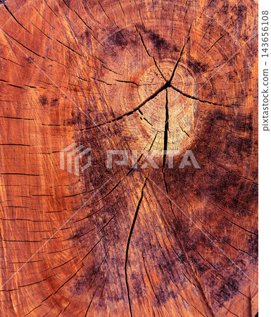 A detailed macro shot showcases the intricate textures and natural patterns of a wooden tree stump, highlighting its growth rings and weathered cracks. A detailed macro shot showcases the intricate textures and natural patterns of a wooden tree stump, highlighting its growth rings and weathered cracks. 143656108