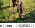 Brown horse wearing a halter grazes on fresh green grass in a sunlit pasture. Equine nutrition natural forage and horse care 143656211