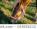 Close view of a horse grazing on green grass while wearing an adjustable pink halter outdoors. Equestrian equipment horse care and adjustable halter 143656212