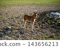 Young foal standing alone in a sunlit grassy paddock with muddy ground. Horse husbandry foal rearing equine care and rural agriculture 143656213