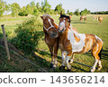 Two horses standing close together beside a pasture fence in a sunny rural field. Equine social behavior pasture companionship and animal welfare 143656214