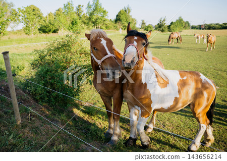 Two horses standing close together beside a pasture fence in a sunny rural field. Equine social behavior pasture companionship and animal welfare Two horses standing close together beside a pasture fence in a sunny rural field. Equine social behavior pasture companionship and animal welfare 143656214