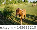 Chestnut horse walking freely across a fenced green paddock in warm evening light. Horse welfare free movement pasture care and equine wellbeing 143656215