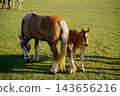 Young foal standing beside an adult horse grazing in a sunlit pasture. Foal care equine bonding horse breeding and livestock welfare 143656216