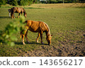 Young horses grazing on green pasture beside mature trees in warm evening light. Equine feeding foal nutrition pasture management and rural animal care 143656217