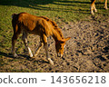 Young foal lowering its head to inspect sandy ground in a sunlit paddock. Animal behavior exploratory behavior and equine learning 143656218