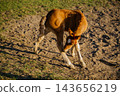 Young chestnut foal scratching its neck with a hind leg on a sunlit sandy paddock. Horse behavior self grooming and equine care 143656219