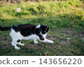 Black and white domestic cat walking through grass during outdoor exploration in a sunlit garden. Cat behavior pet care and supervised outdoor lifestyle 143656220