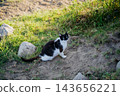 Black and white bicolor domestic cat sitting on a grassy dirt slope among rocks outdoors. Pet care feline behavior and animal welfare 143656221