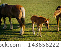 Young foal with white facial and leg markings standing beside adult horses in a sunlit pasture. Equine identification coat markings and horse breeding 143656222