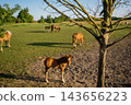 Horses and foal grazing on grass cover in a rural paddock beside a mature tree. Pasture management equine care and sustainable grazing 143656223
