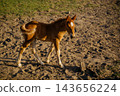 Young foal walking across a sunlit dirt paddock with curled tail and alert posture. Animal development movement coordination and equine care 143656224