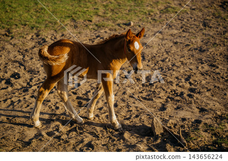 Young foal walking across a sunlit dirt paddock with curled tail and alert posture. Animal development movement coordination and equine care Young foal walking across a sunlit dirt paddock with curled tail and alert posture. Animal development movement coordination and equine care 143656224