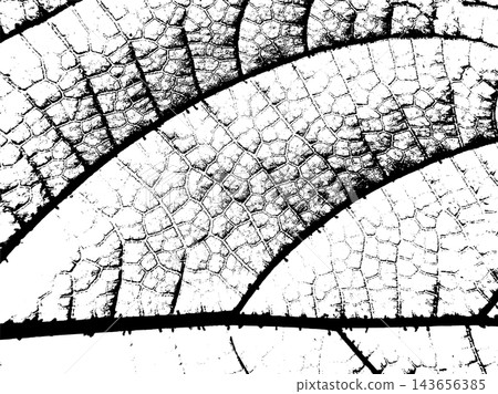 Large leaf veins cross intricate cellular network in monochrome macro detail Large leaf veins cross intricate cellular network in monochrome macro detail 143656385