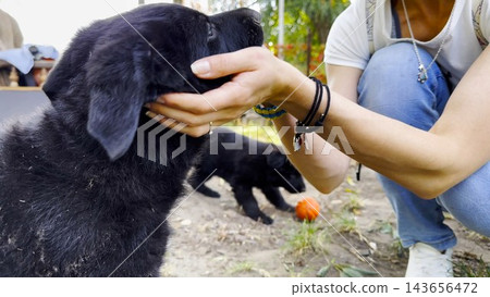 Young girl plays with black belgian shepherd puppy in summer garden. The scene capturing a moment of fun, trust and active bonding between human and dog. Slow motion Young girl plays with black belgian shepherd puppy in summer garden. The scene capturing a moment of fun, trust and active bonding between human and dog. Slow motion 143656472